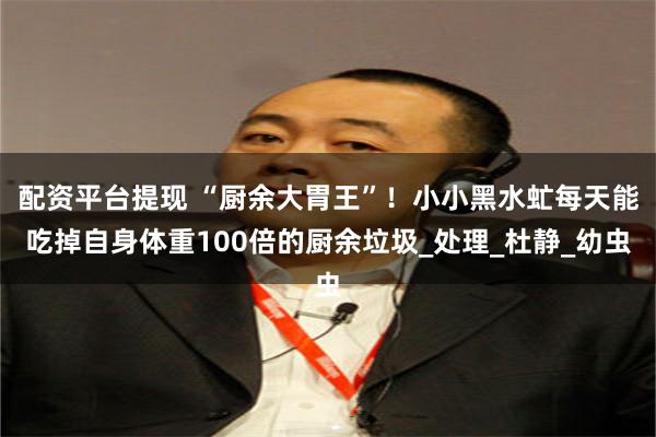 配资平台提现 “厨余大胃王”！小小黑水虻每天能吃掉自身体重100倍的厨余垃圾_处理_杜静_幼虫